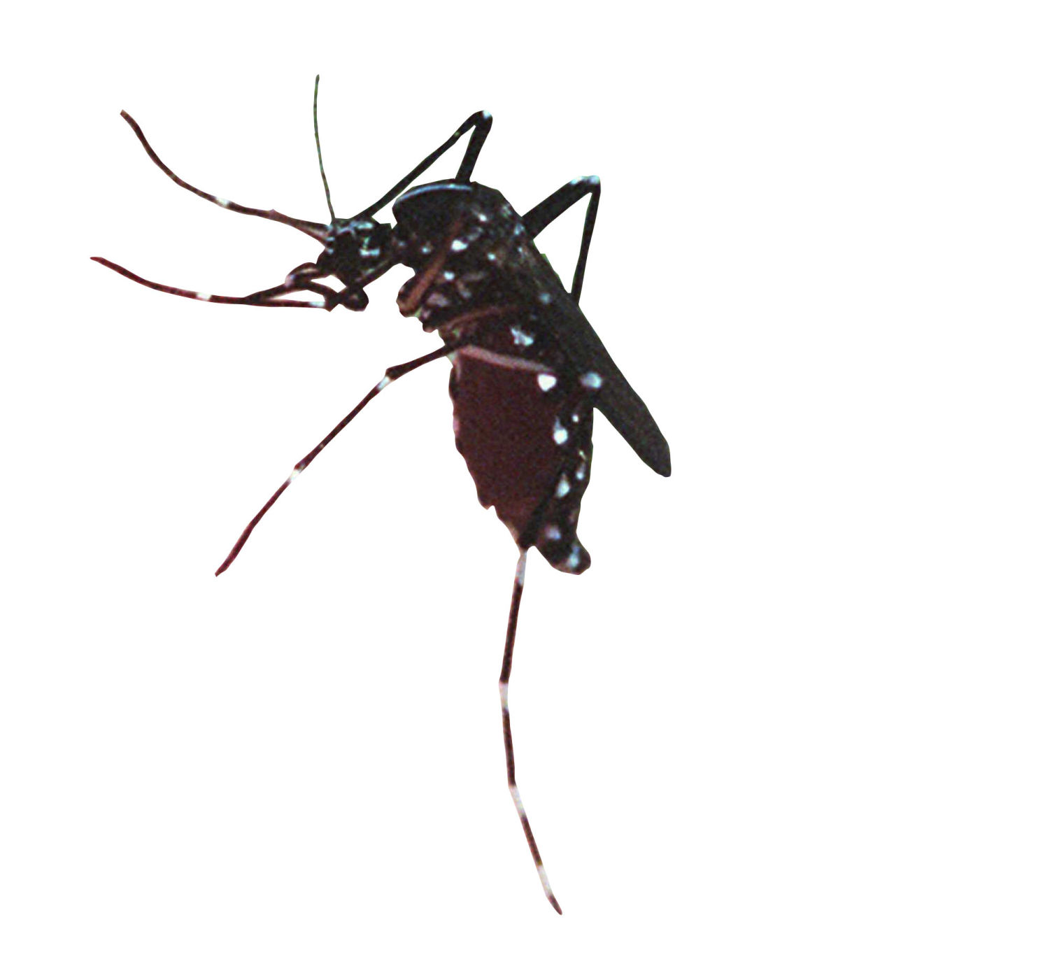 Tests find no EEE-, West Nile-carrying mosquitoes in Manchester